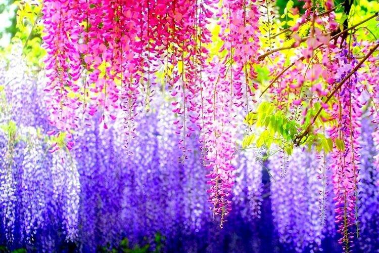 Глициния - фото