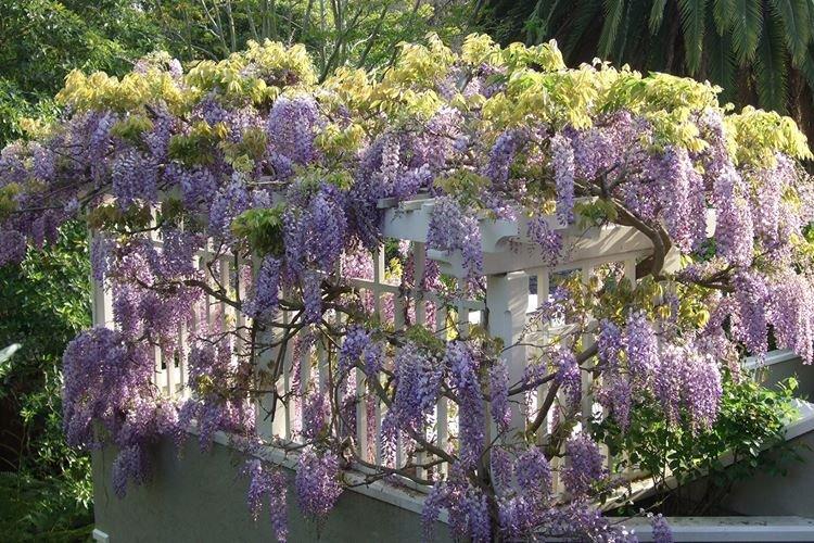 Глициния - фото