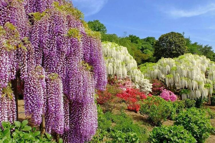 Глициния - фото