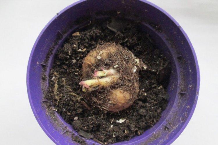 Почва - Уход за глоксинией