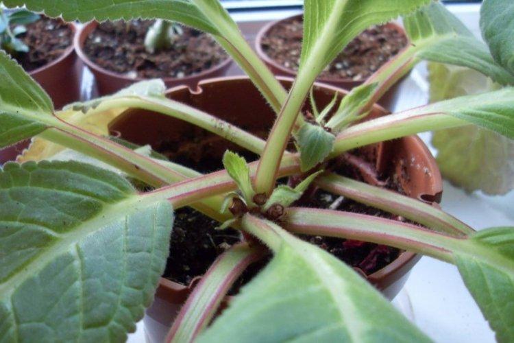 Уход после цветения - Уход за глоксинией