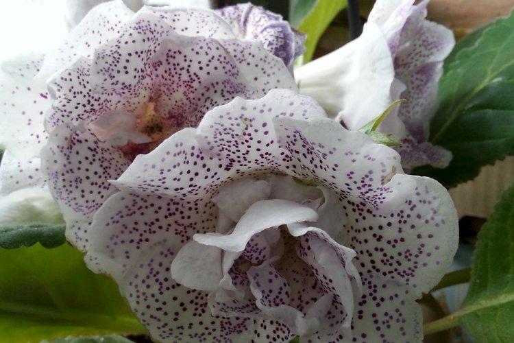 Глоксиния - фото