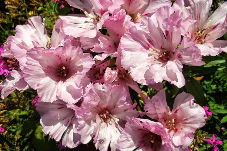 Годеция махровая - Виды годеции