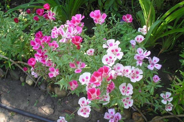 Пересадка и размножение - Уход за годецией