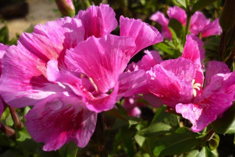 Годеция - фото