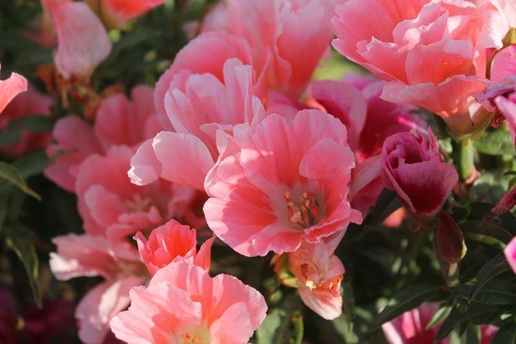 Годеция - фото