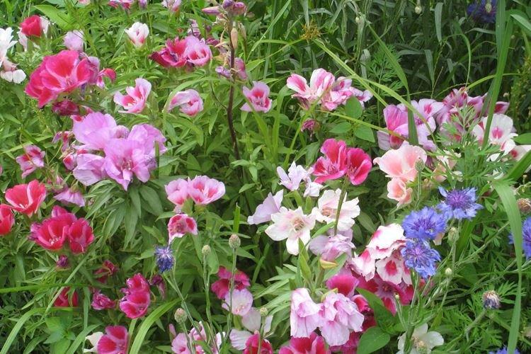 Годеция - фото