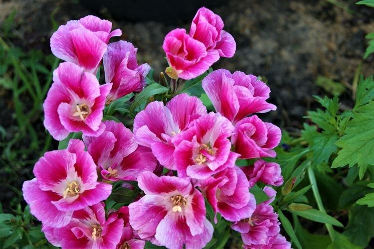 Годеция - фото