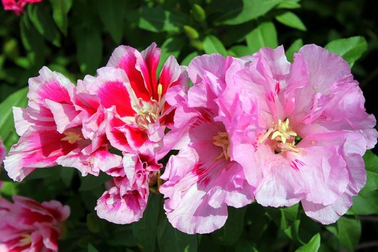 Годеция - фото