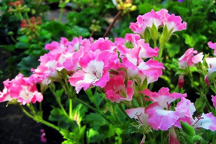 Годеция - фото