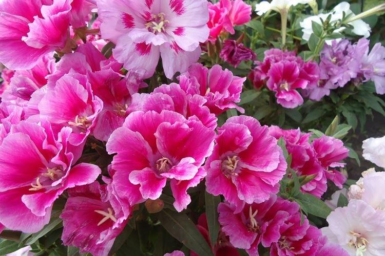 Годеция - фото