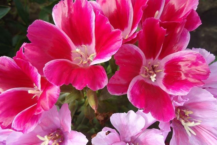 Годеция - фото