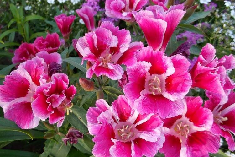 Годеция - фото