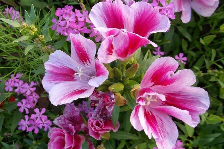 Годеция - фото