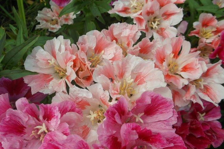 Годеция - фото