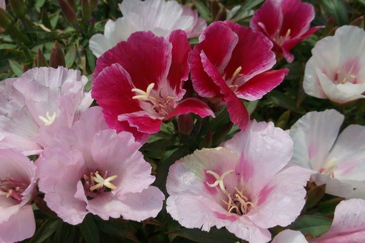 Годеция - фото