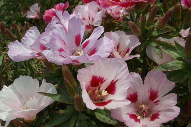 Годеция - фото