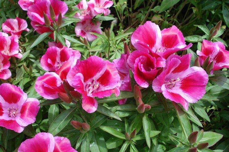 Годеция - фото