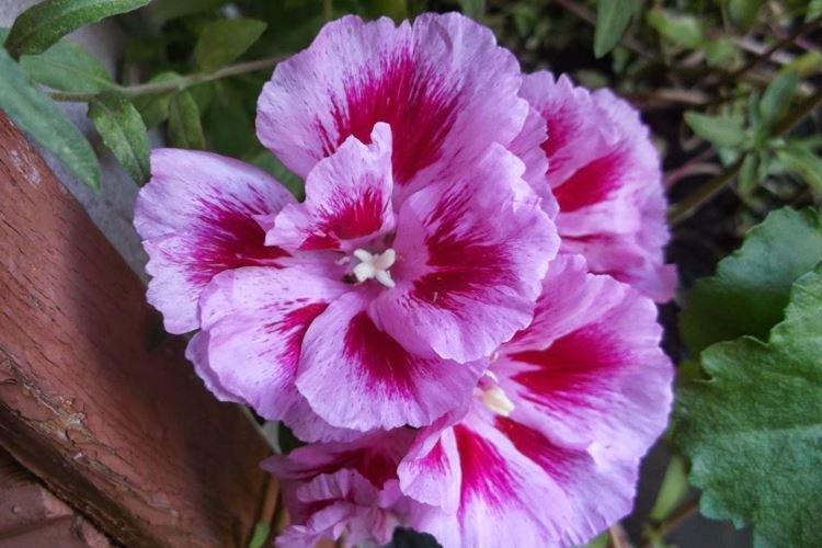 Годеция - фото