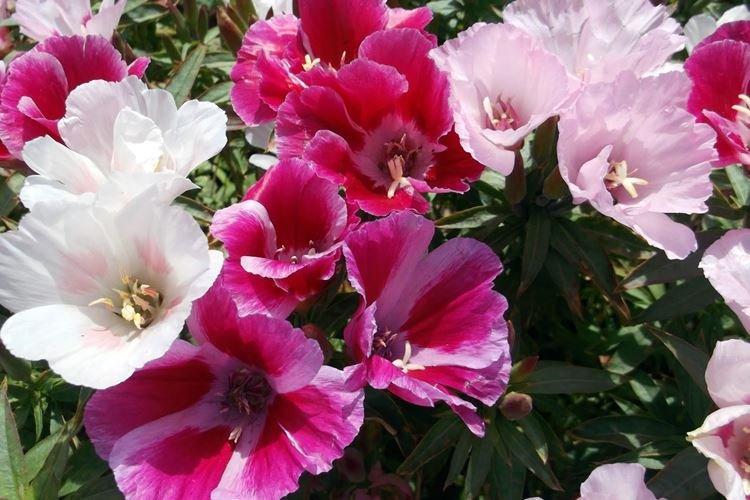 Годеция - фото