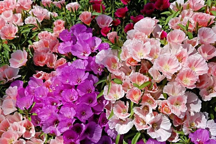 Годеция - фото