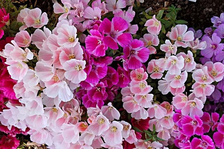 Годеция - фото