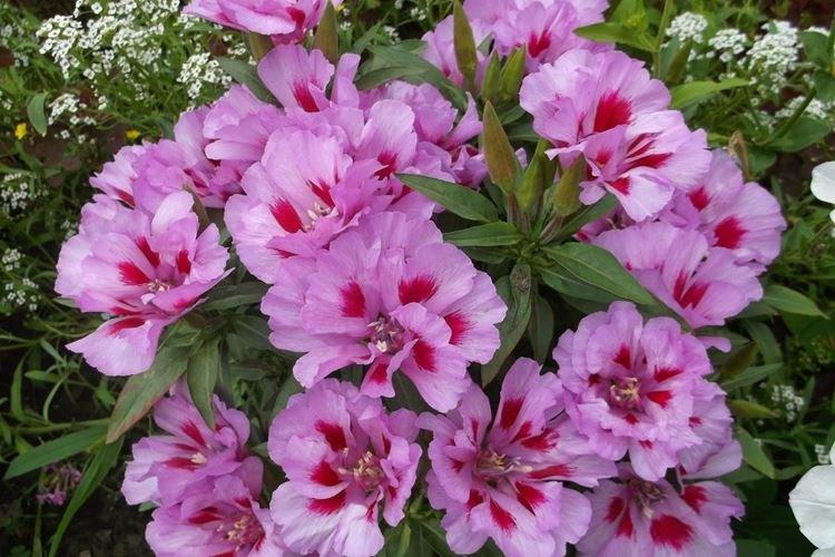 Годеция - фото