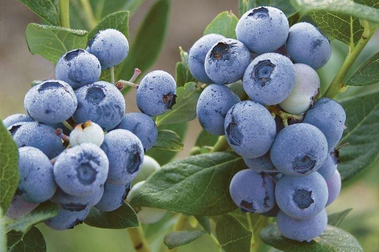 Температура - Уход за голубикой Блюкроп