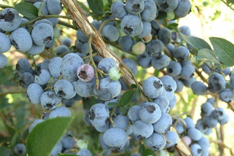 Освещение - Уход за голубикой Блюкроп