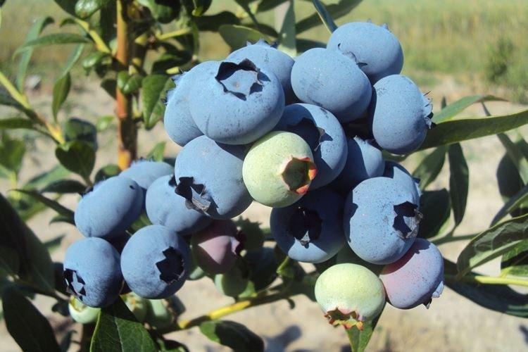 Полив - Уход за голубикой Блюкроп