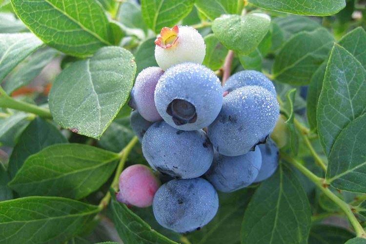 Почва - Уход за голубикой Блюкроп