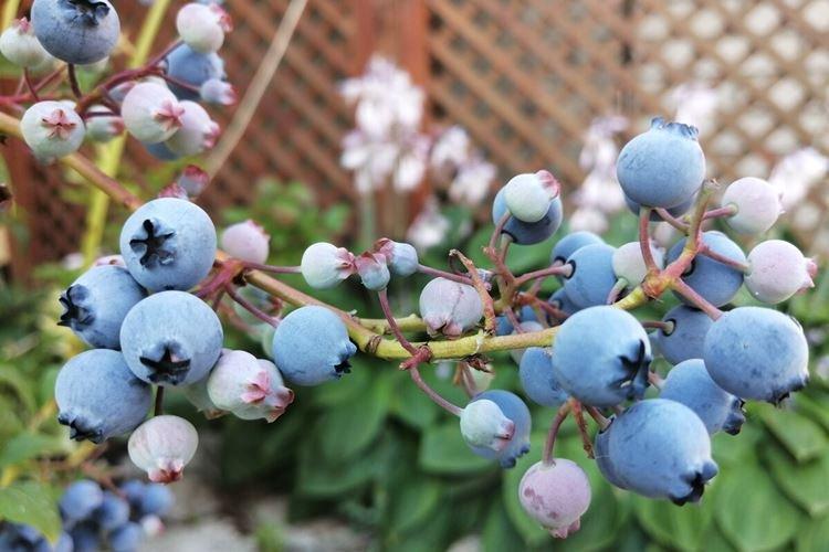 Опыление - Уход за голубикой Блюкроп