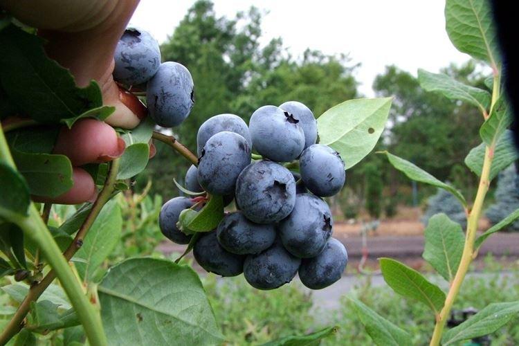 Обрезка - Уход за голубикой Блюкроп