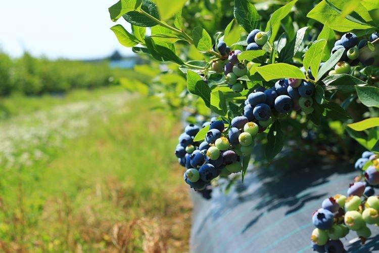 Посадка голубики Блюкроп