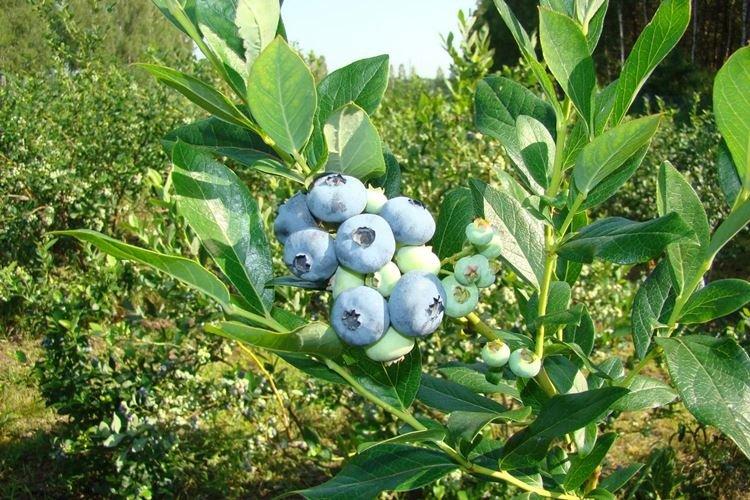 Температура - Уход за голубикой Патриот