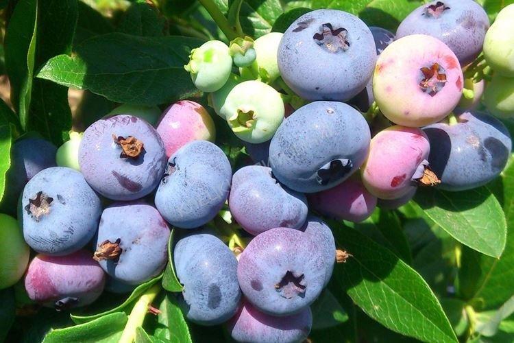 Освещение - Уход за голубикой Патриот