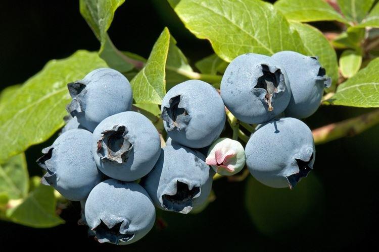 Полив - Уход за голубикой Патриот