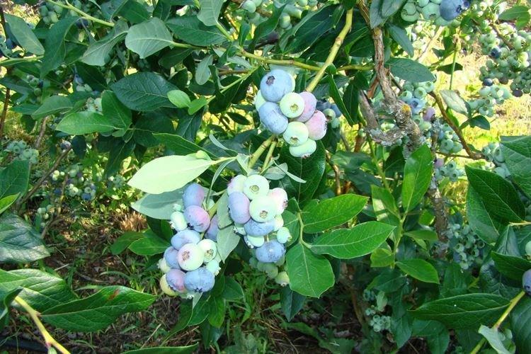 Почва - Уход за голубикой Патриот