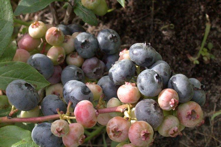 Подкормка - Уход за голубикой Патриот