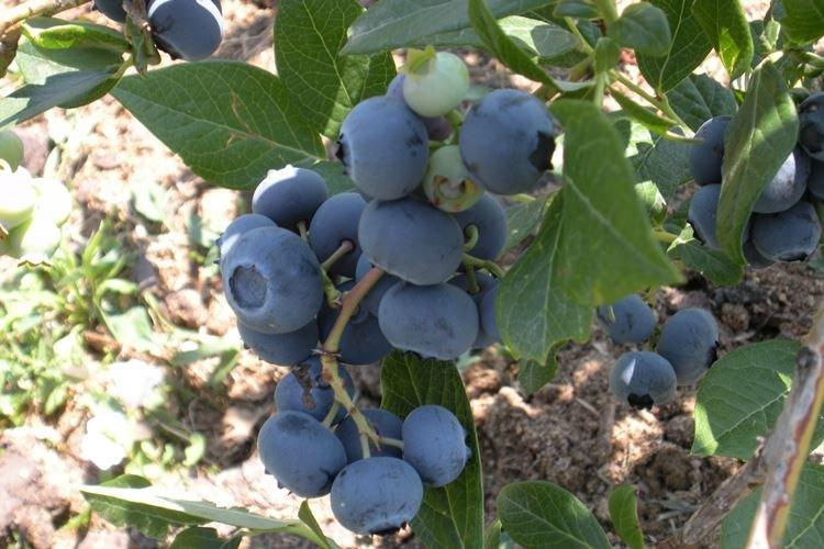 Размножение - Уход за голубикой Патриот