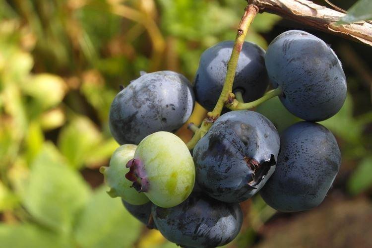 Обрезка - Уход за голубикой Патриот