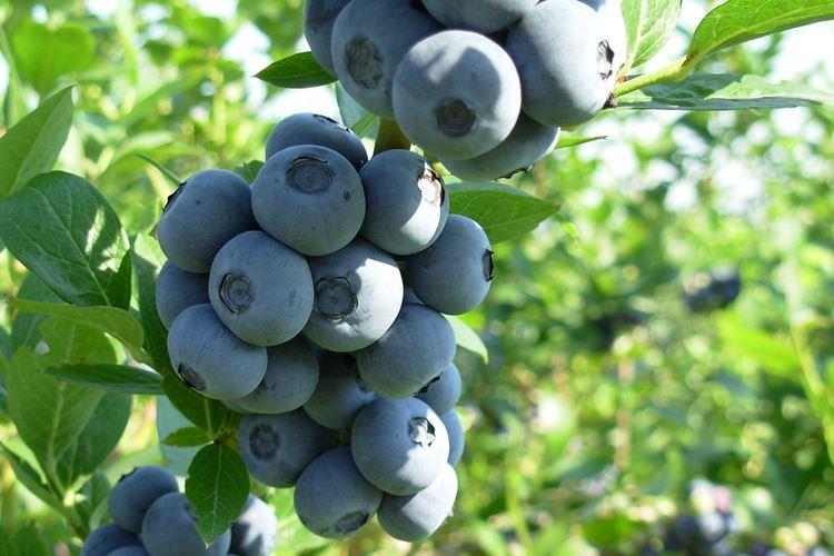 Зимовка - Уход за голубикой Патриот