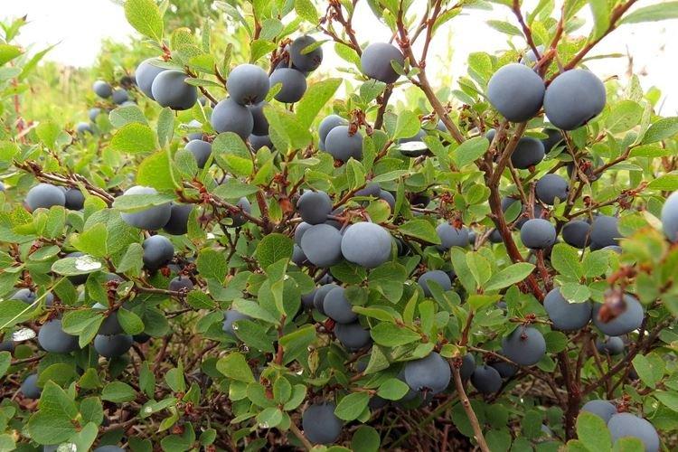 Описание и характеристики - Голубика