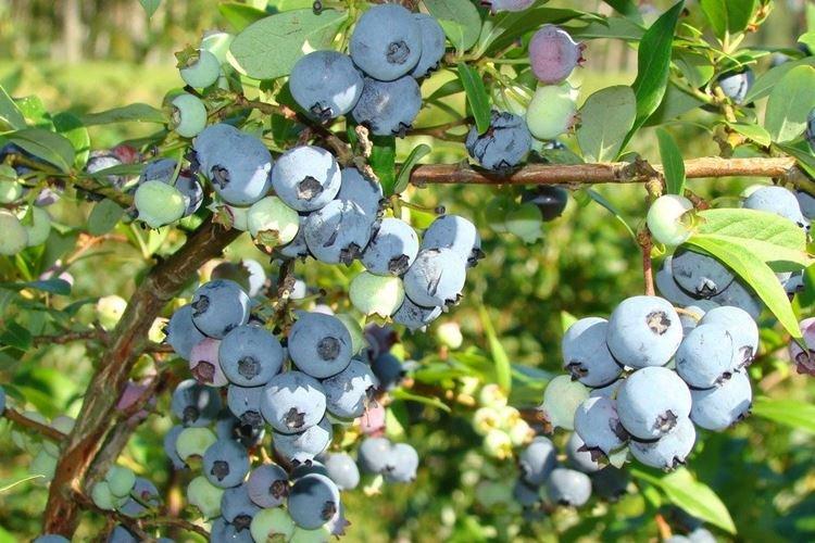 Хардиблю - Сорта голубики