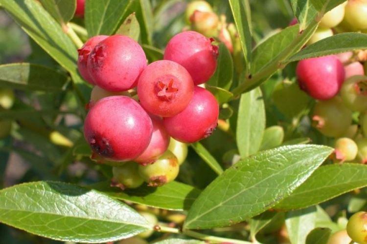 Пинк Лимонад - Сорта голубики