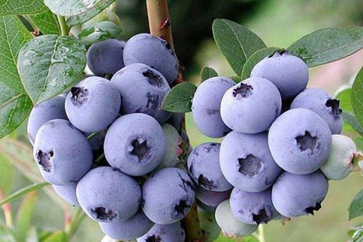 Дюк - Сорта голубики