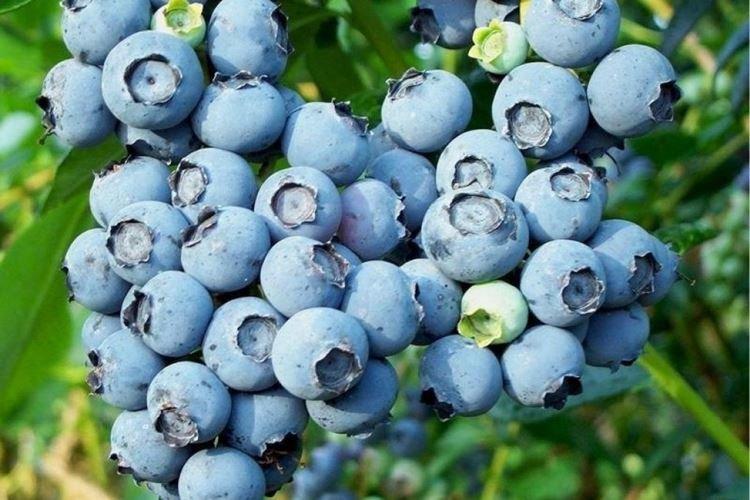 Нельсон - Сорта голубики