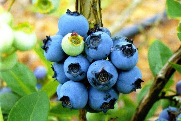 Нортланд - Сорта голубики
