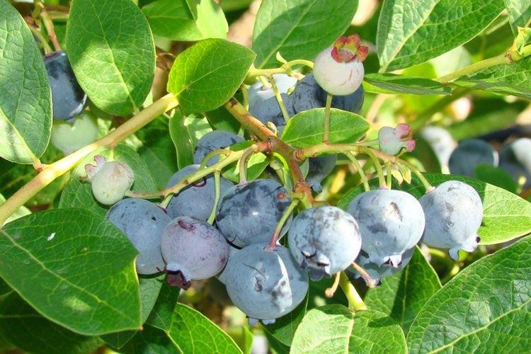 Блюджей - Сорта голубики