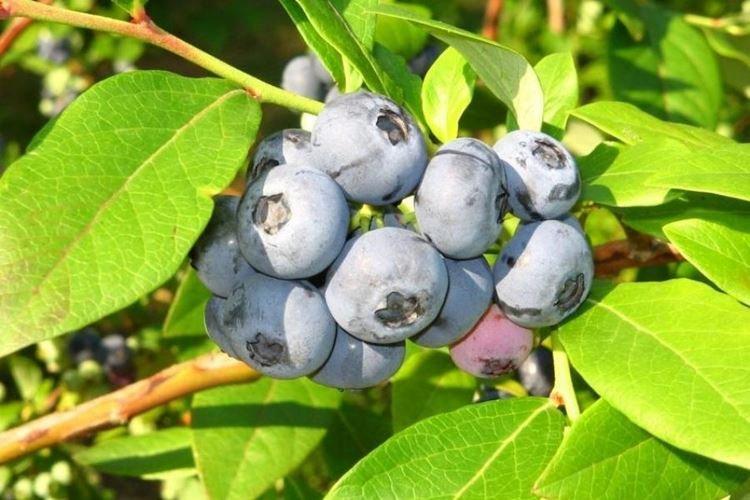 Денис Блю - Сорта голубики